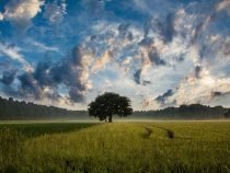 Warning Signs Of Time To Cut Down A Tree & How To Do It